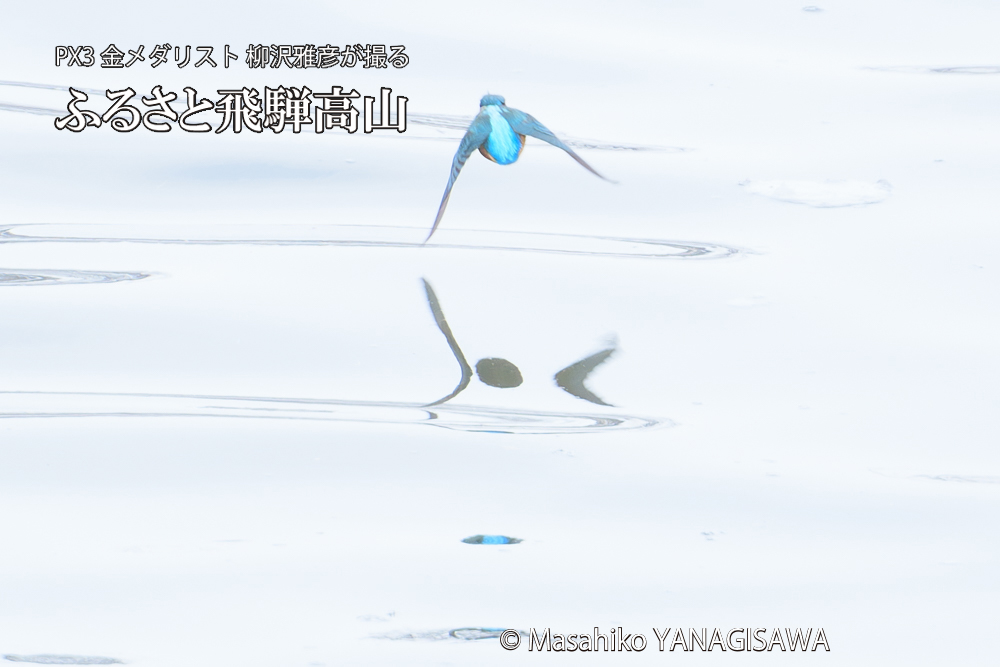 飛騨高山に棲むカワセミの写真です。