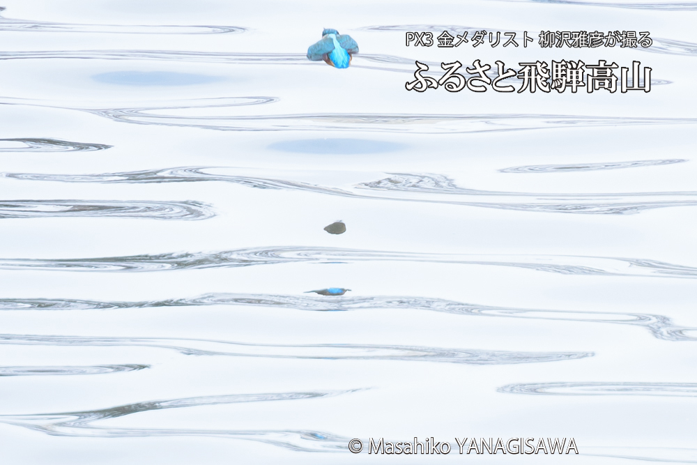 飛騨高山に棲むカワセミの写真です。