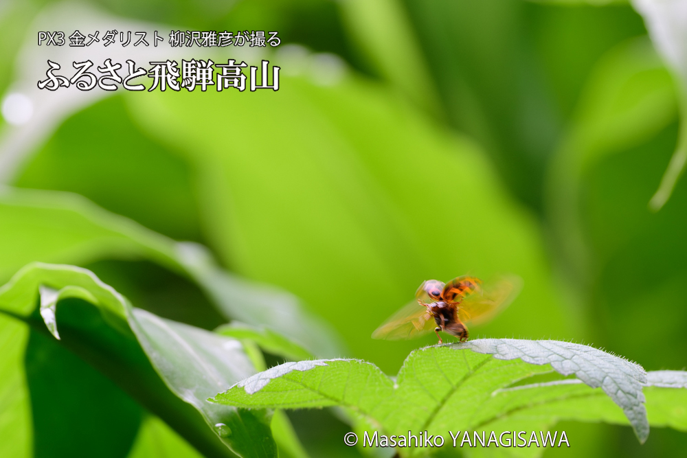 飛騨高山に棲むテントウムシの写真です。