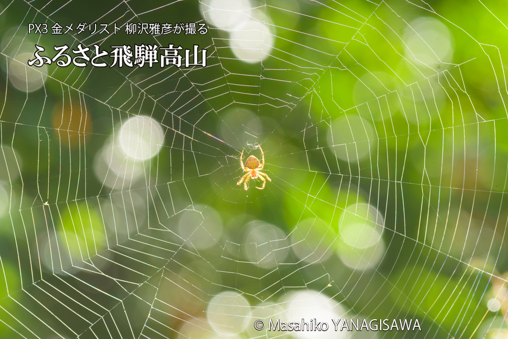 飛騨高山に棲むクモの写真です。