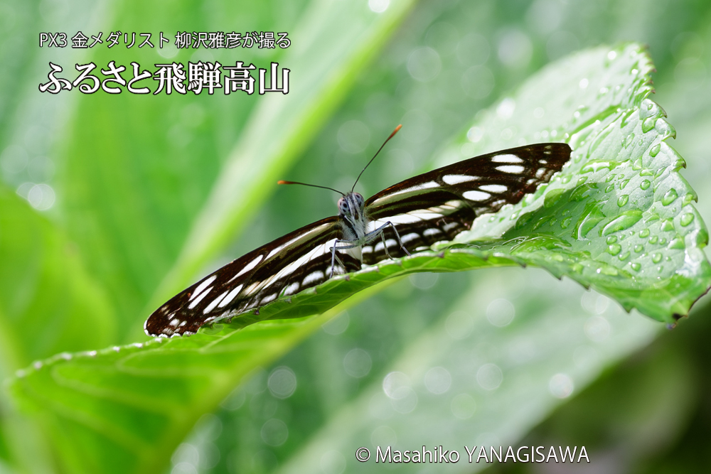 飛騨高山に棲むコミスジの写真です。