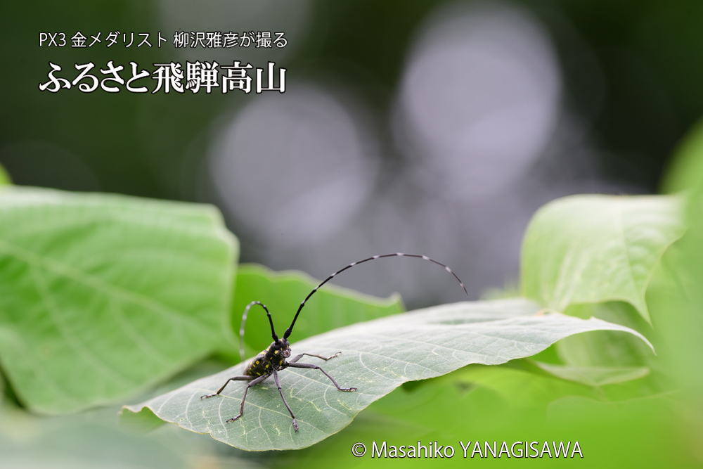 飛騨高山に棲むキボシカミキリの写真です。