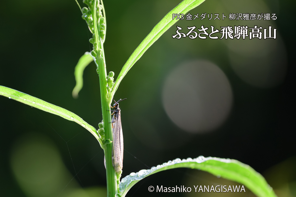 飛騨高山に棲むウスバカゲロウの写真です。