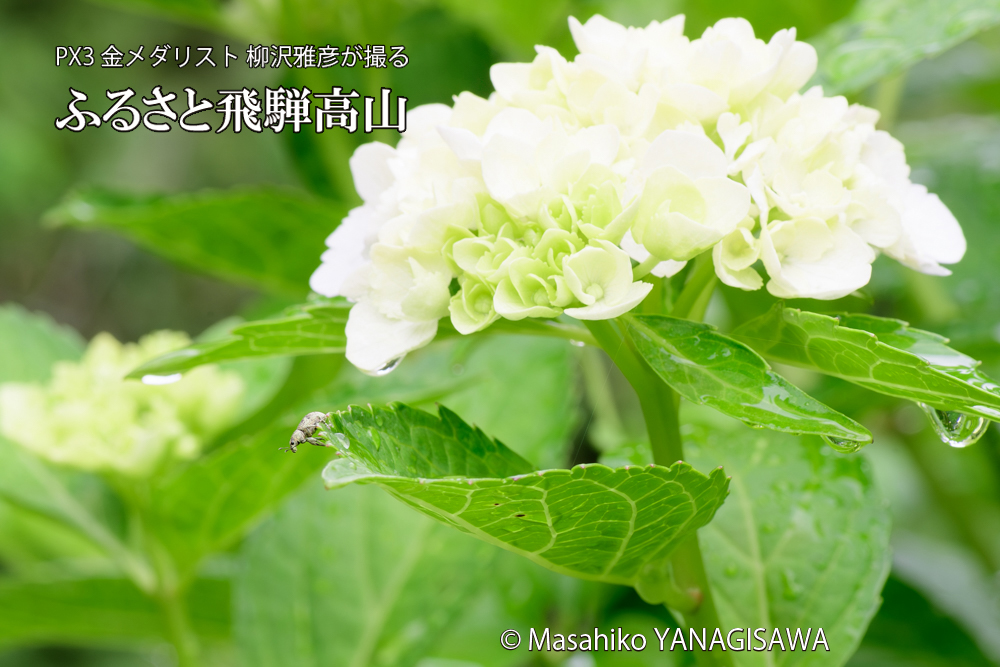 飛騨高山に棲むコフキゾウムシの写真です。