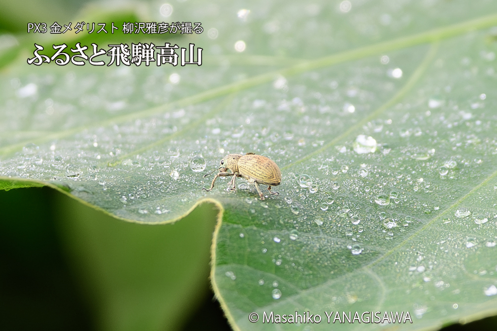 飛騨高山に棲むコフキゾウムシの写真です。