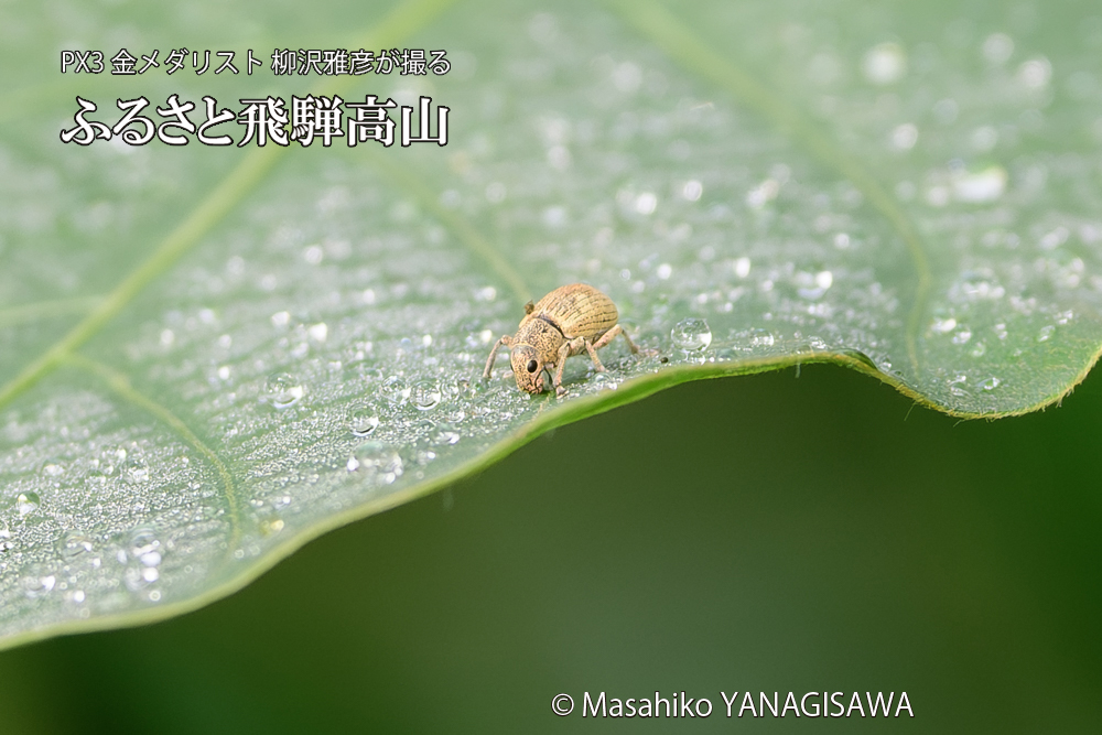 飛騨高山に棲むコフキゾウムシの写真です。