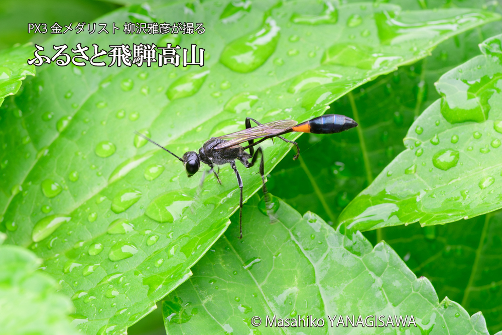 飛騨高山に棲むジガバチの写真です。