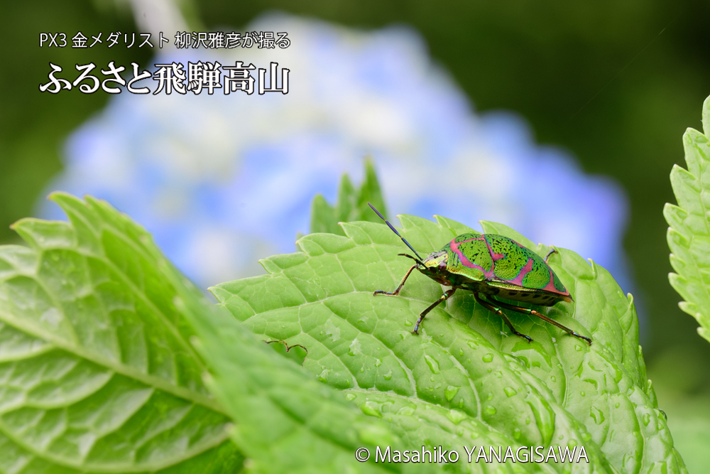 飛騨高山に棲むアカスジキンカメムシの写真です。