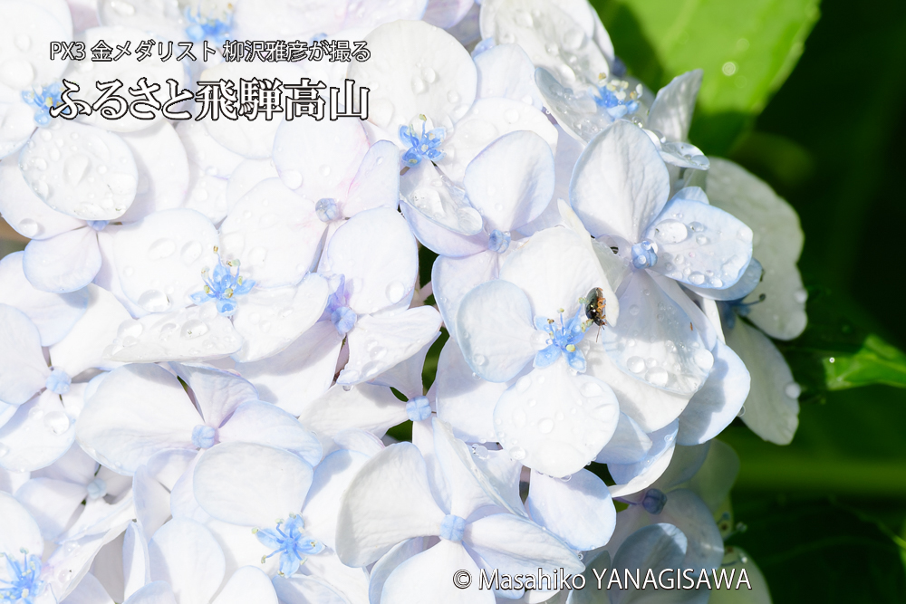 飛騨高山に棲むハムシの写真です。