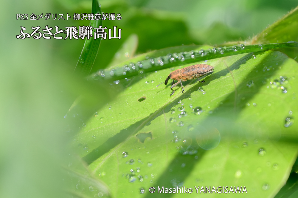 飛騨高山に棲むカツオゾウムシの写真です。