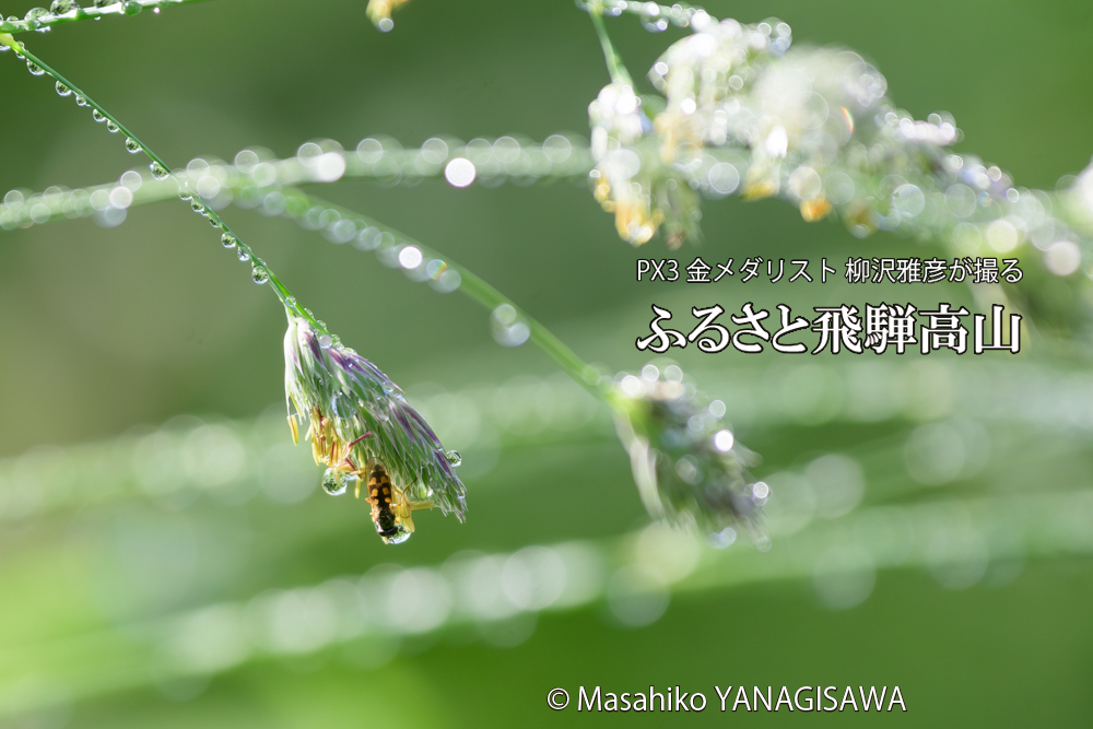 飛騨高山に棲むハナアブの写真です。