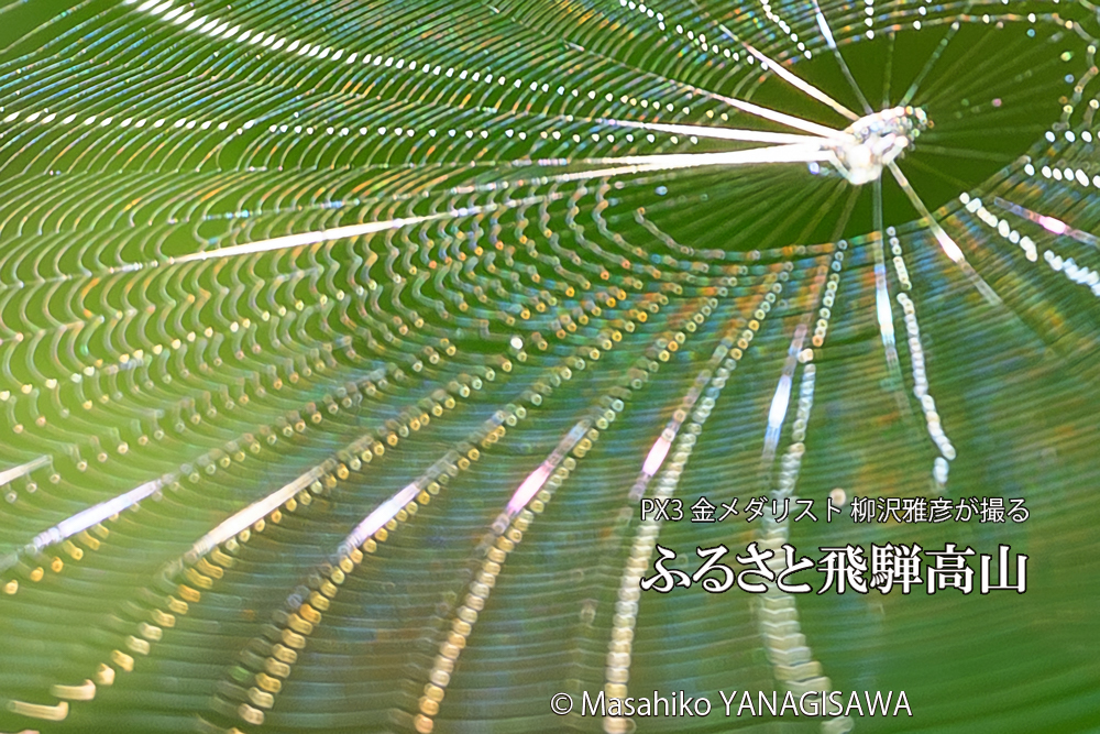 飛騨高山に棲むクモの巣の写真です。