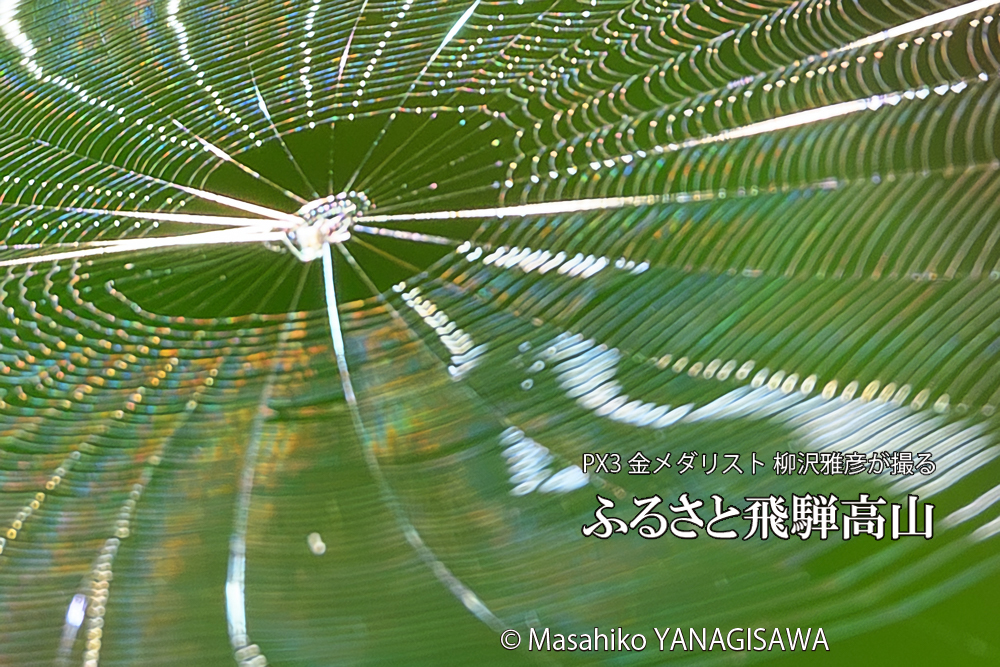 飛騨高山に棲むクモの巣の写真です。