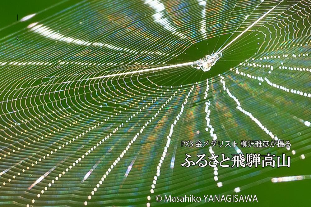 飛騨高山に棲むクモの巣の写真です。