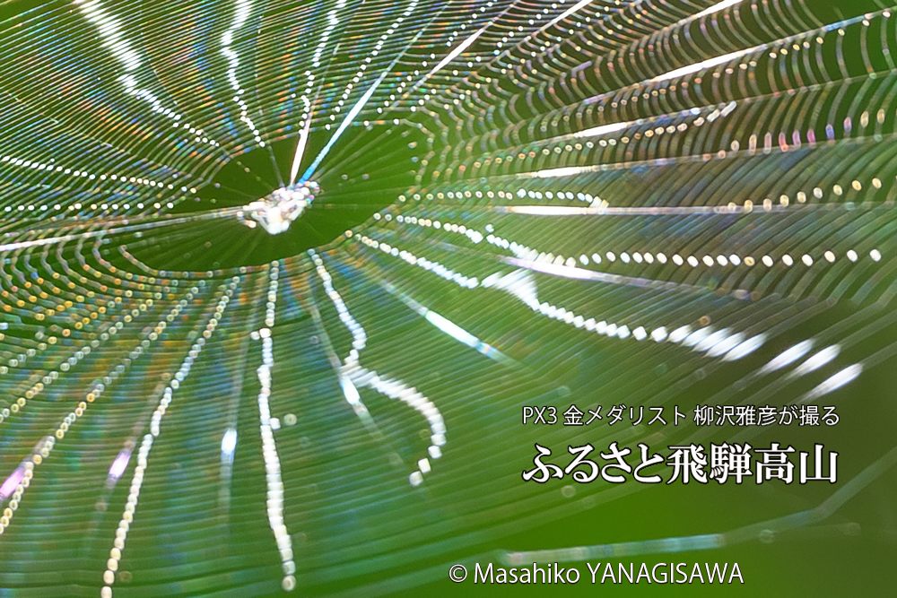 飛騨高山に棲むクモの巣の写真です。