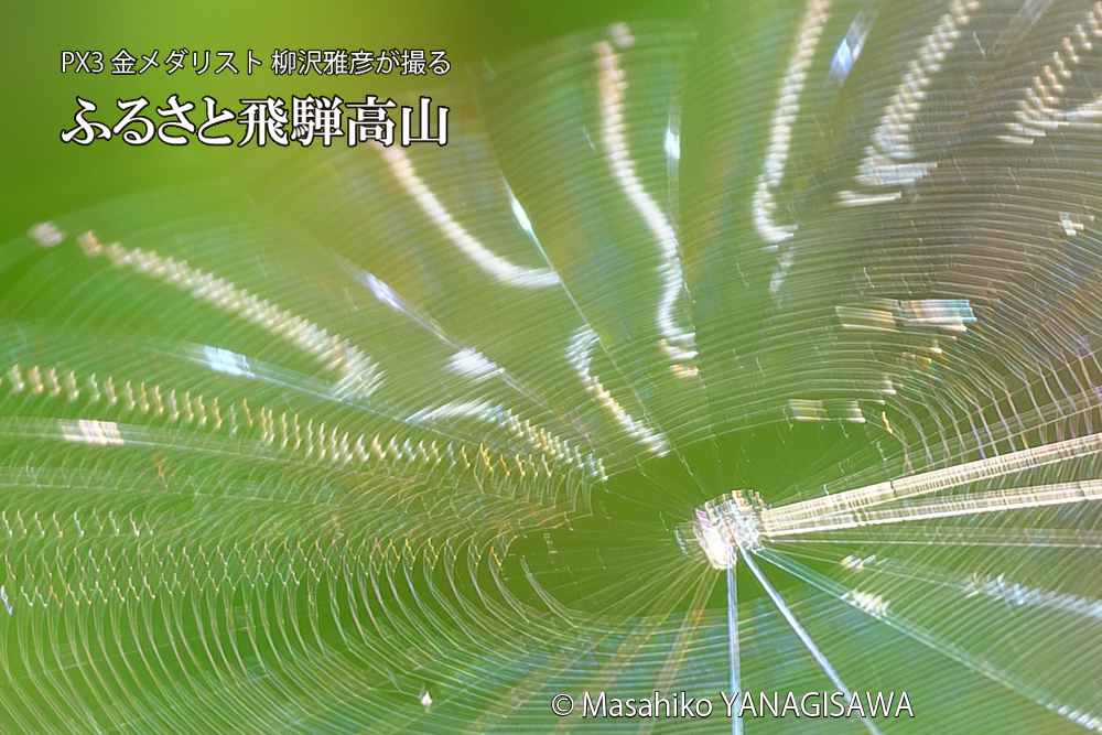 飛騨高山に棲むクモの巣の写真です。