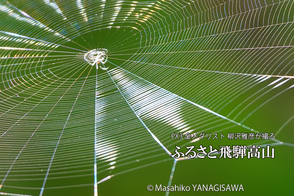 飛騨高山に棲むクモの巣の写真です。