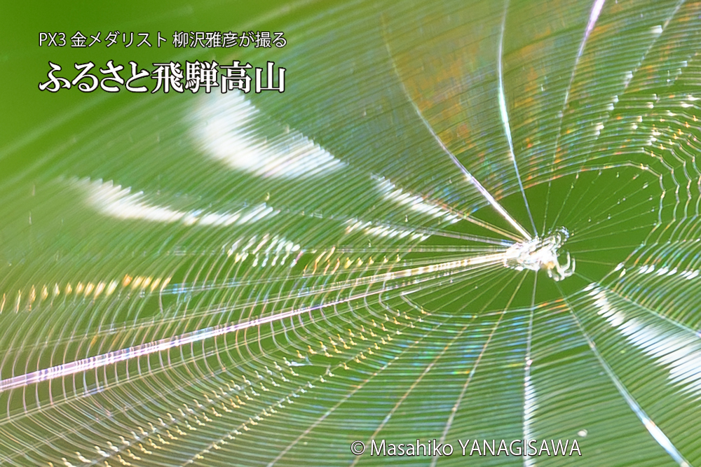 飛騨高山に棲むクモの巣の写真です。