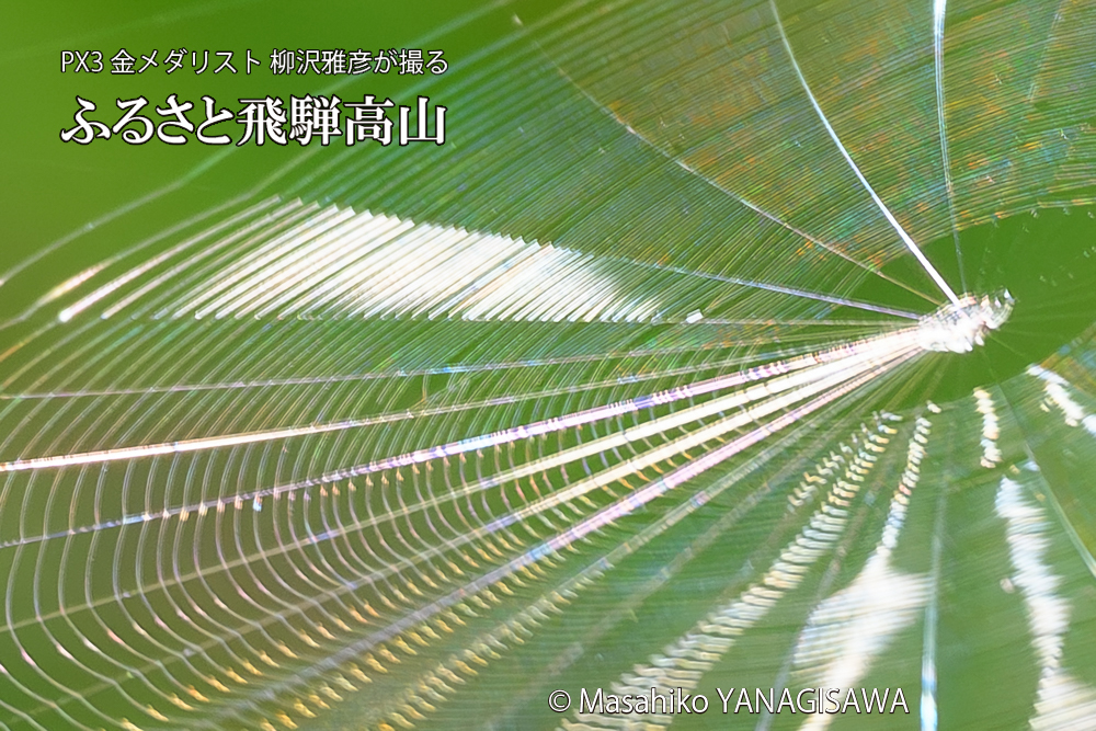 飛騨高山に棲むクモの巣の写真です。