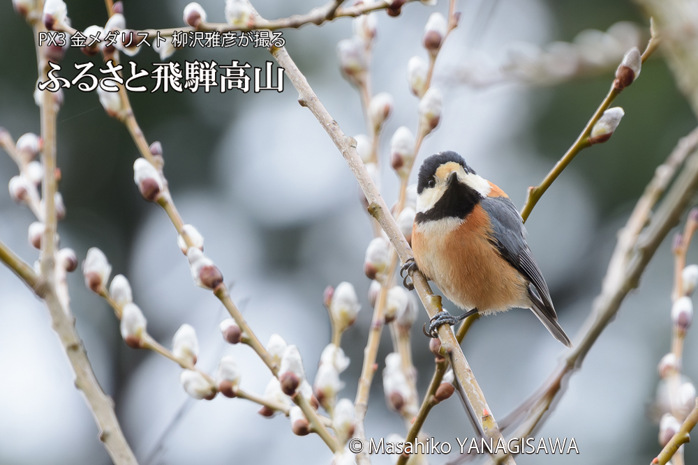 飛騨高山に棲むヤマガラの写真です。