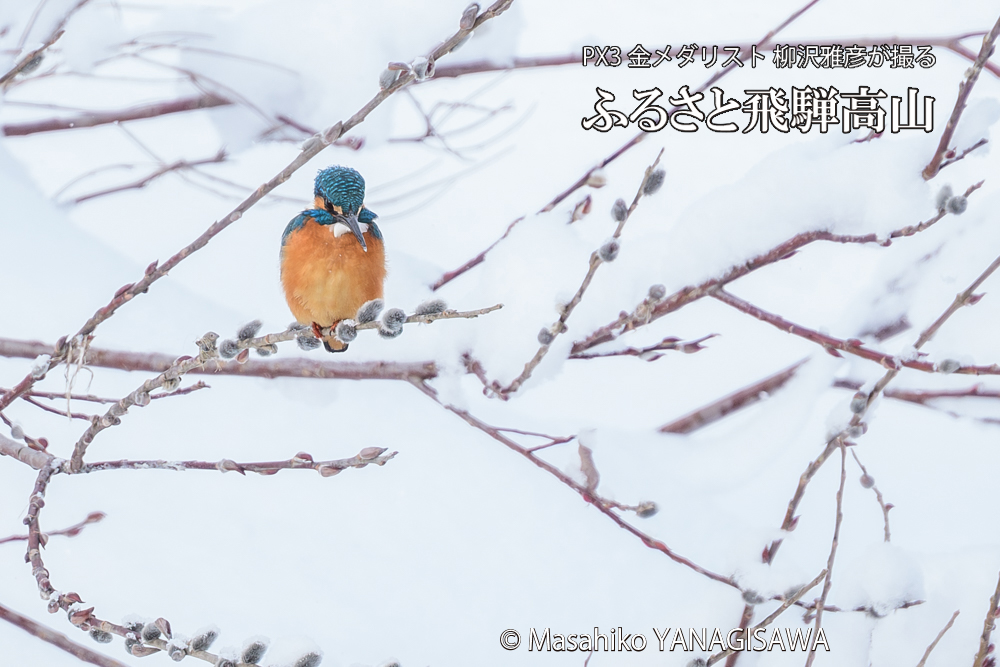 飛騨高山に棲むカワセミの写真です。
