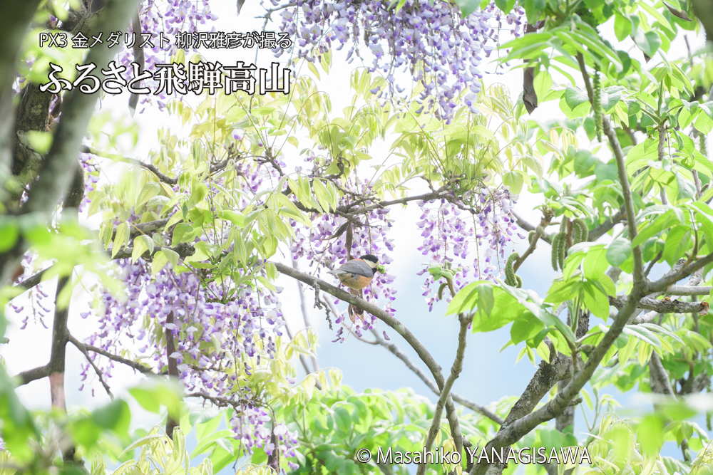 飛騨高山に棲むヤマガラの写真です。