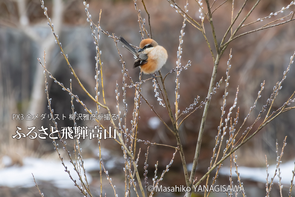 飛騨高山に棲むモズの写真です。
