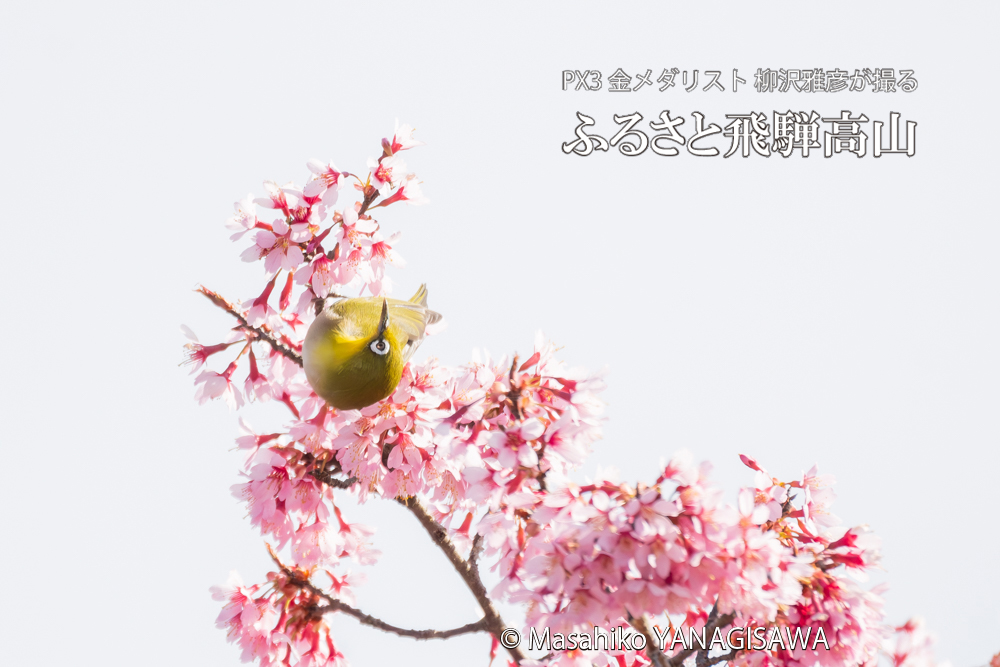 飛騨高山に棲むメジロの写真です。