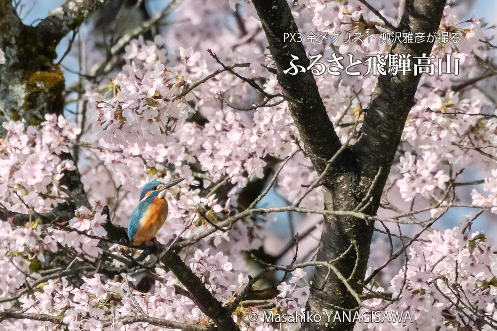 飛騨高山に棲むカワセミの写真です。
