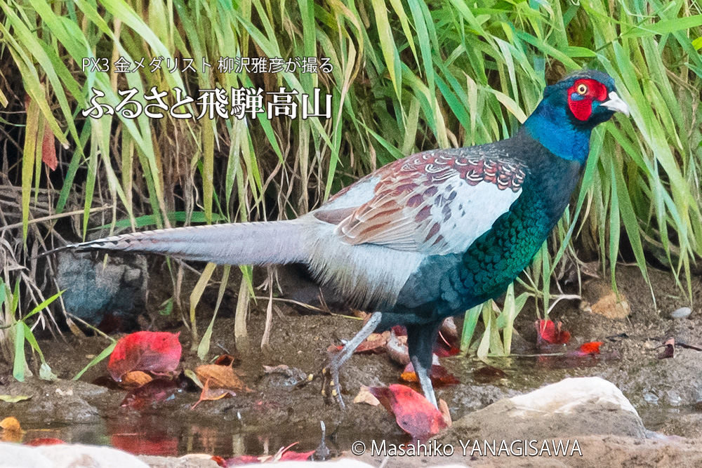 飛騨高山に棲むキジ雄の写真です。