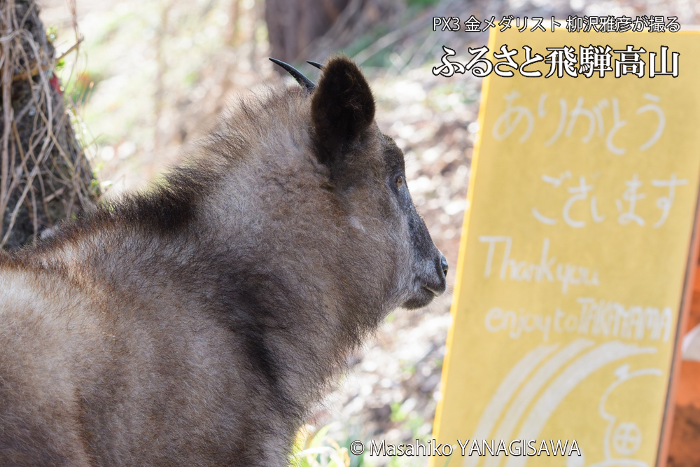 飛騨高山に棲むニホンカモシカの写真です。