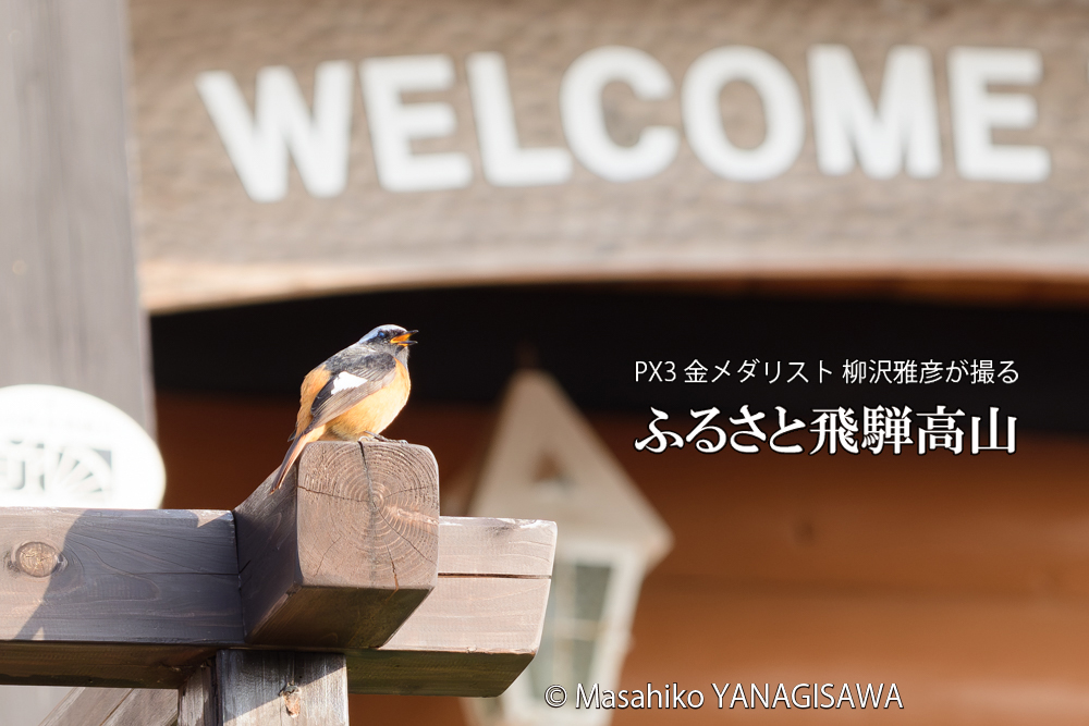 飛騨高山に棲むジョウビタキ雄の写真です。