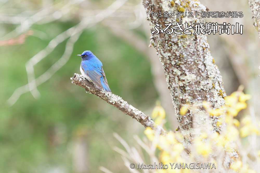 飛騨高山に棲むオオルリの写真です。