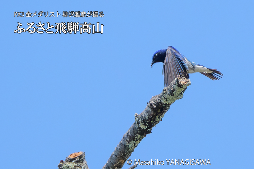飛騨高山に棲むオオルリの写真です。