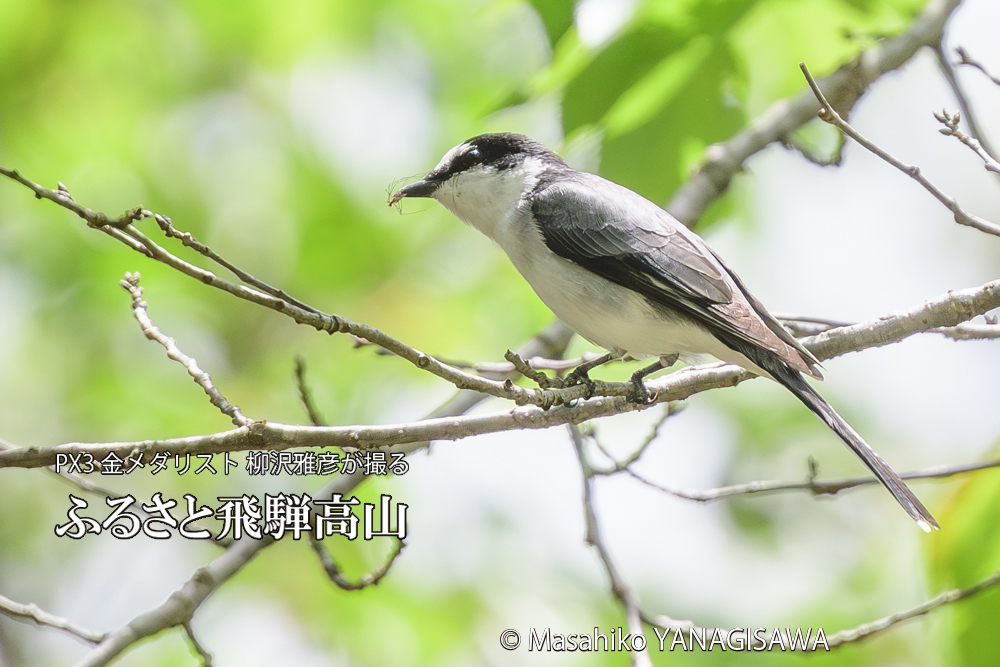 飛騨高山に棲むサンショウクイの写真です。