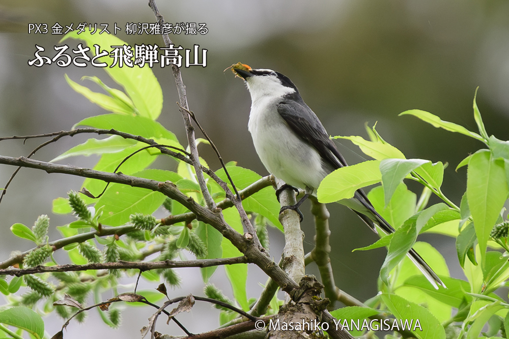 飛騨高山に棲むサンショウクイの写真です。