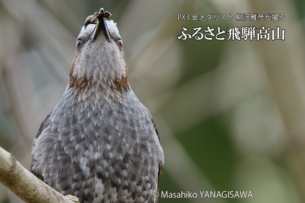 飛騨高山に棲むヒヨドリの写真です。