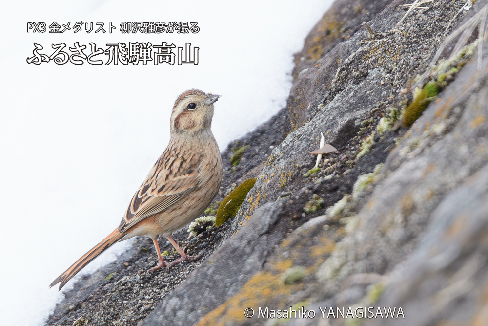 飛騨高山に棲むホオジロの写真です。