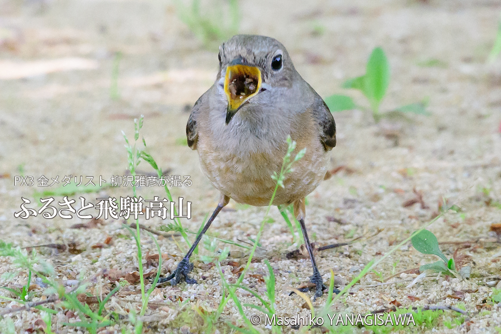 飛騨高山に棲むコサメビタキの写真です。
