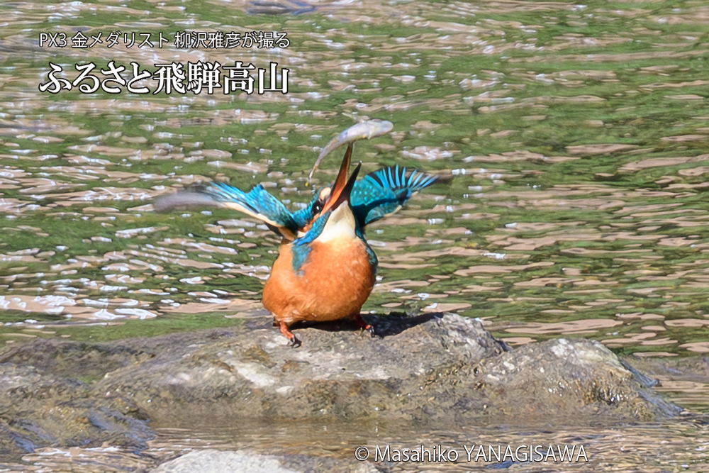 飛騨高山に棲むカワセミの写真です。