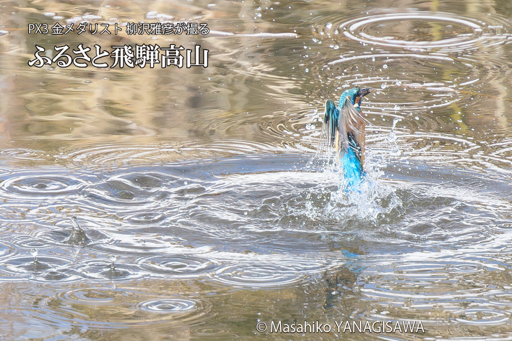 飛騨高山に棲むカワセミの写真です。