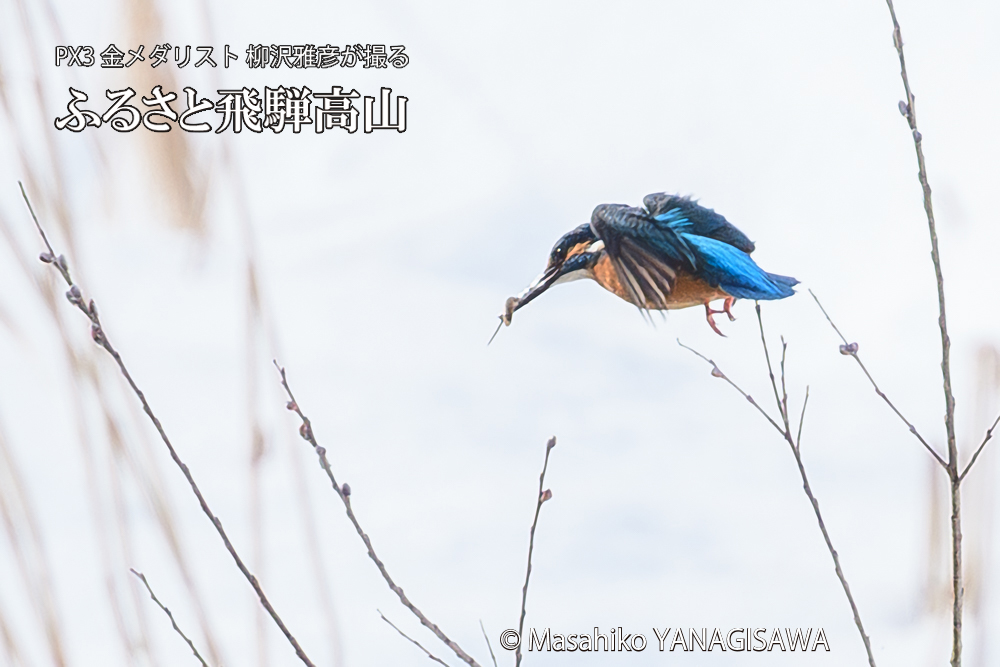 飛騨高山に棲むカワセミの写真です。
