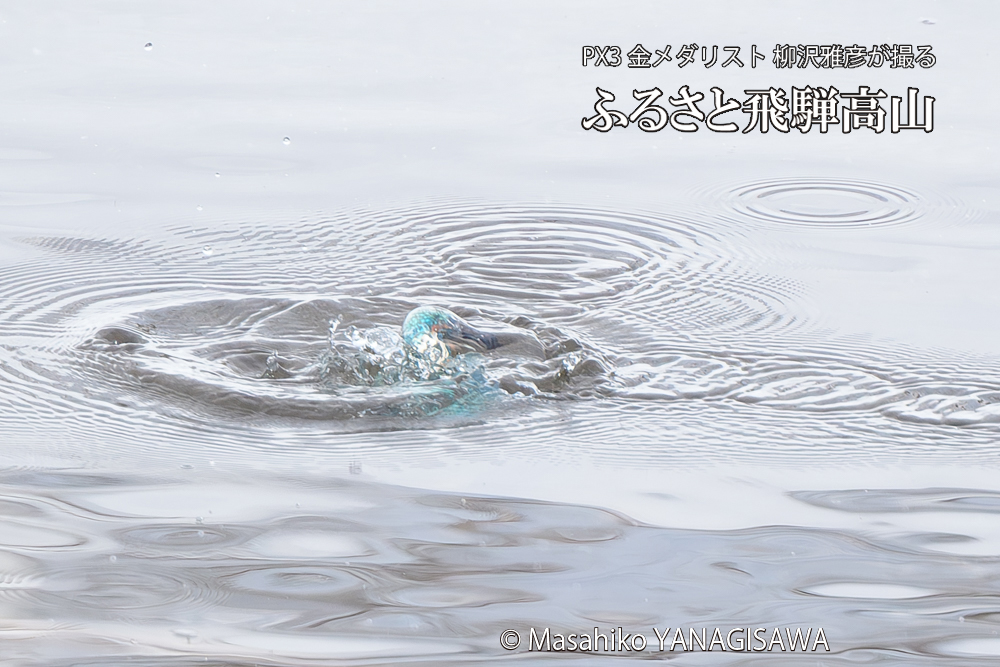 飛騨高山に棲むカワセミの写真です。