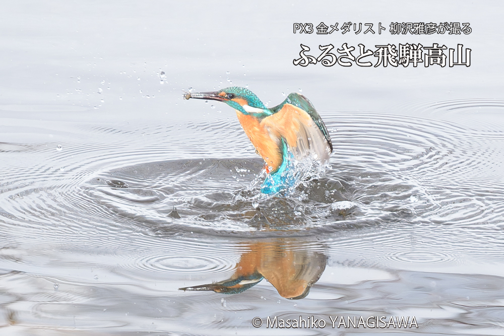 飛騨高山に棲むカワセミの写真です。