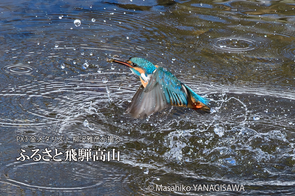 飛騨高山に棲むカワセミの写真です。