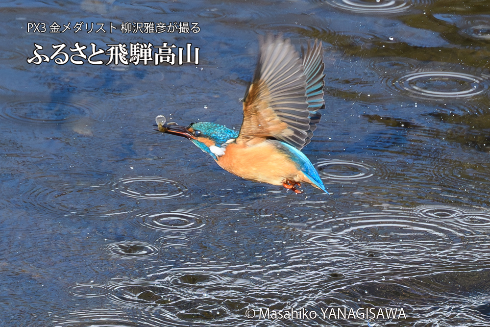 飛騨高山に棲むカワセミの写真です。