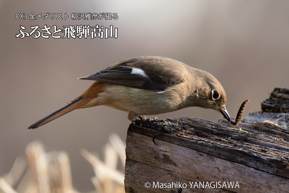 飛騨高山に棲むジョウビタキ雌の写真です。