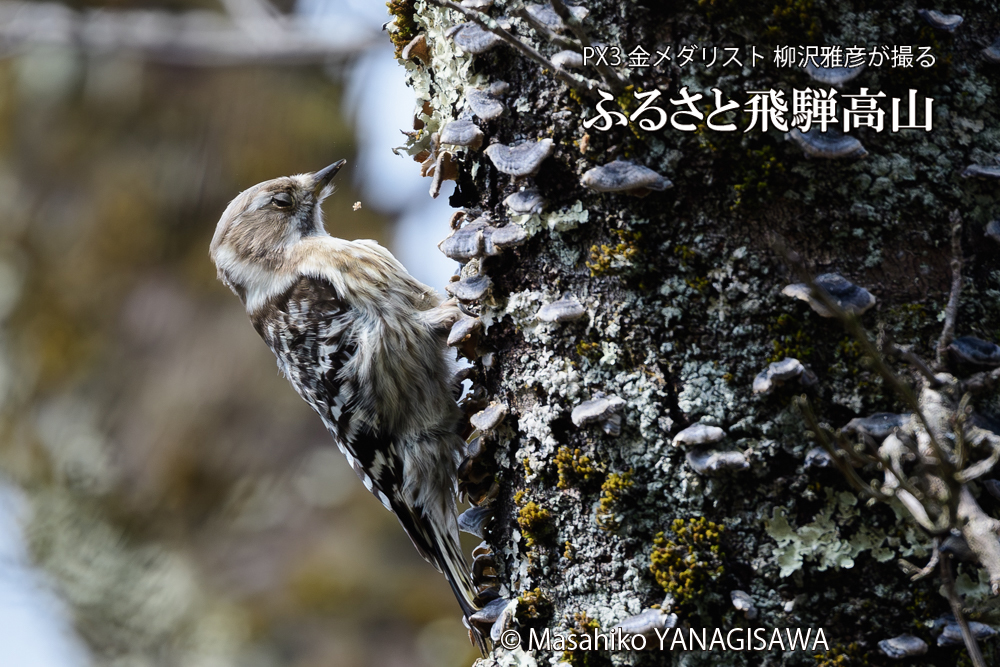 飛騨高山に棲むコゲラの写真です。