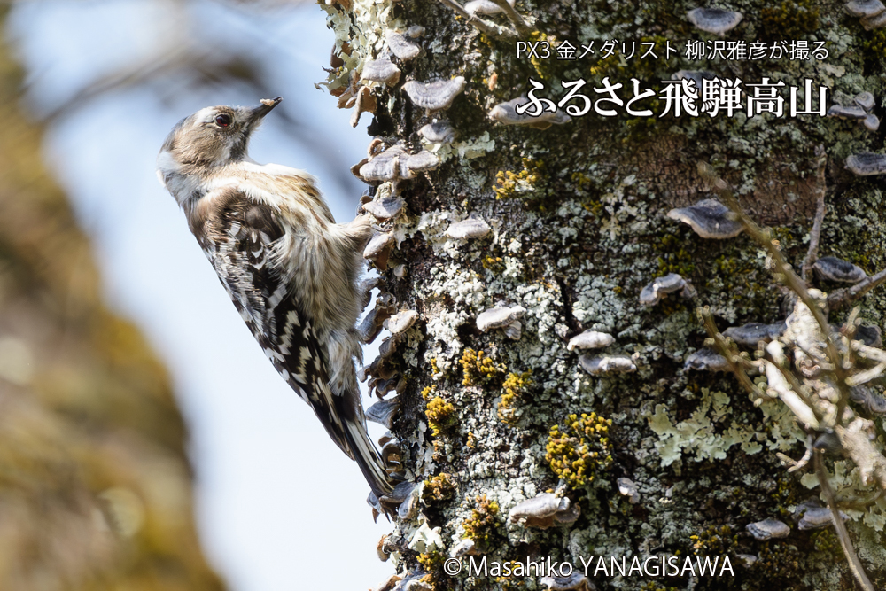 飛騨高山に棲むコゲラの写真です。