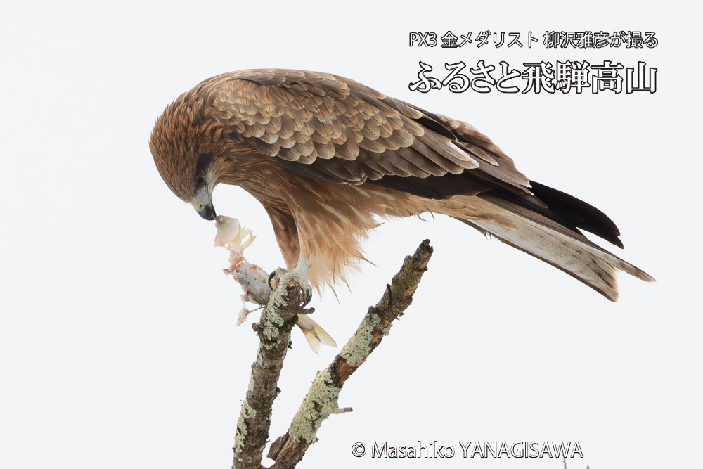 飛騨高山に棲むトビの写真です。